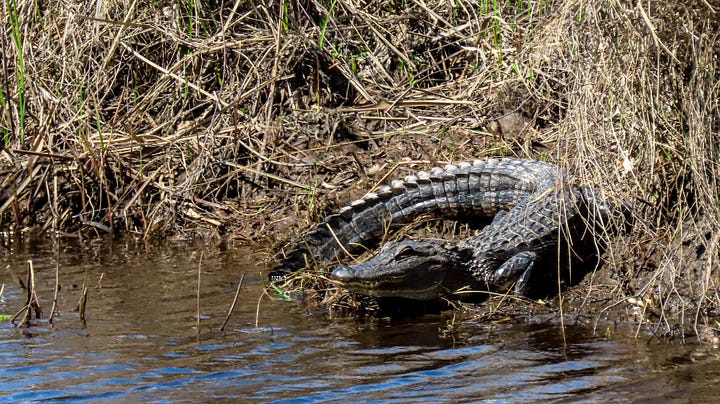 Photo of alligators sunning