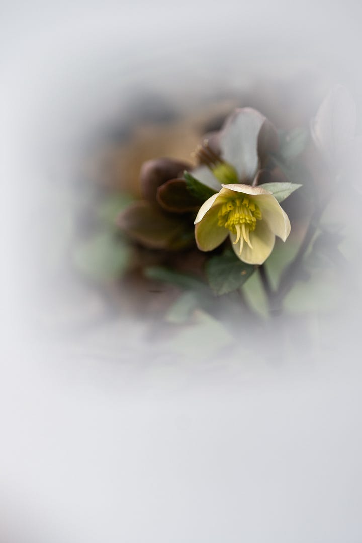 spring ephemerals, native plants, pennsylvania
