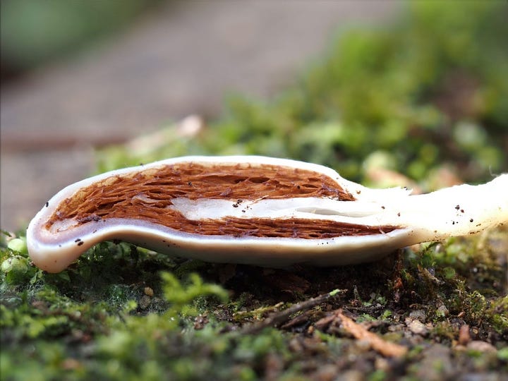 Blue Pouch Fungus / Clavogaster virescens