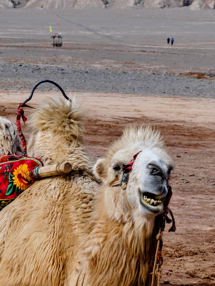 Bactrian camel Turfan