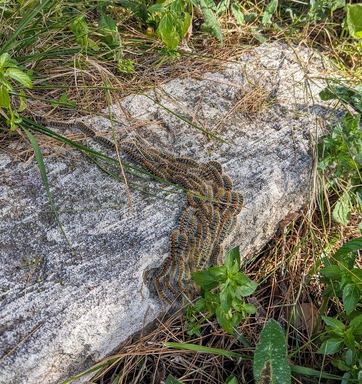 Caterpillars following each other in a straight line and bunched up together in the other photo