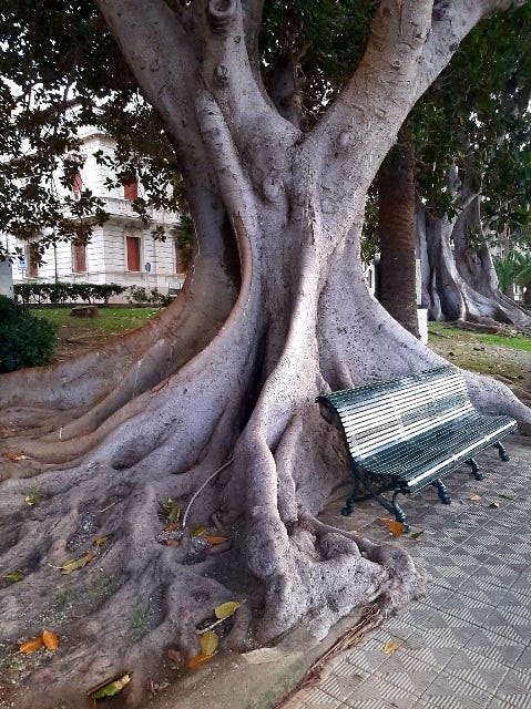 una chiesa di Messina e un albero possente a Reggio