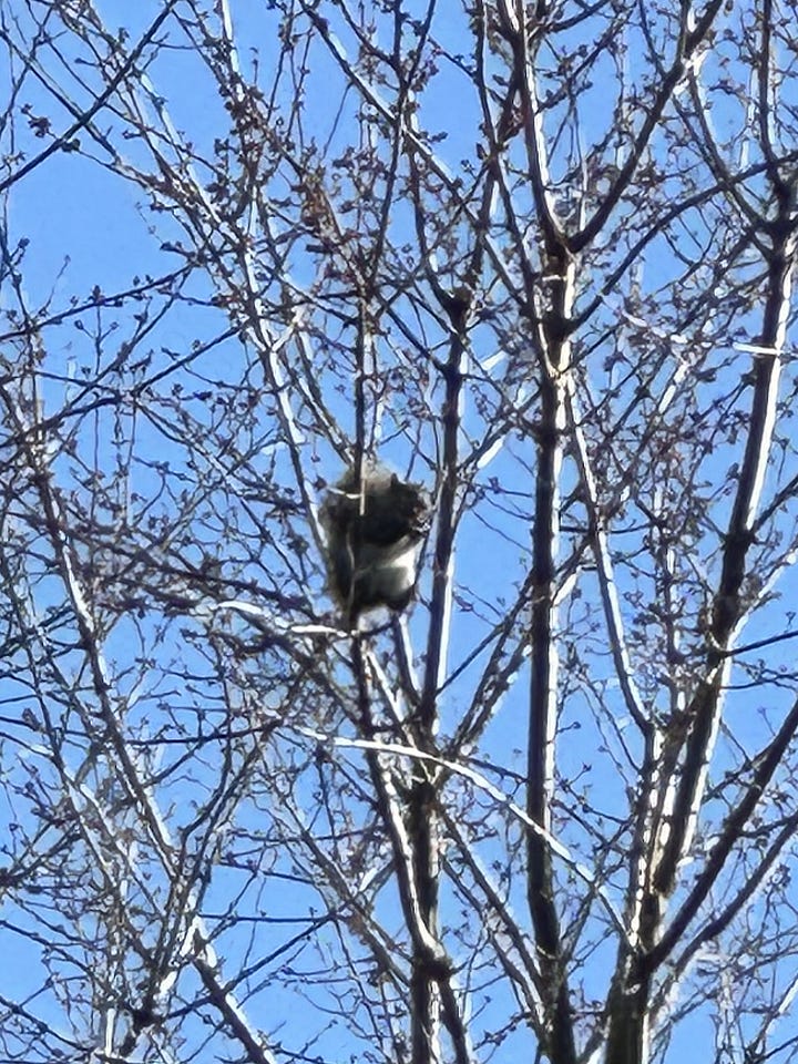 Four photos of a squirrel sitting in a high, leafless tree. Each successive photo is more zoomed in on the squirrel.