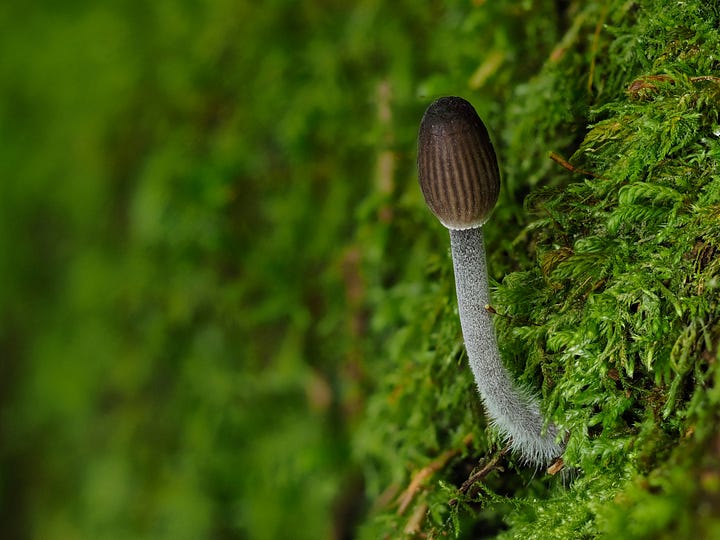 small mushroom in moss