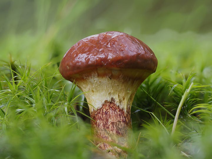 red and orange suillus species of mushroom in moss