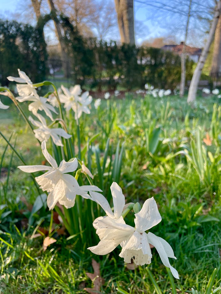 Narcissus 'Thalia' is also in the Birch Walk, along with many white flowers this month, including Leucojum 'Gravetye Giant' 