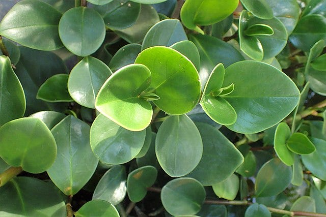 Picture of two plants, Peperomia obtusifolia on the left and Piper nigrum on the right