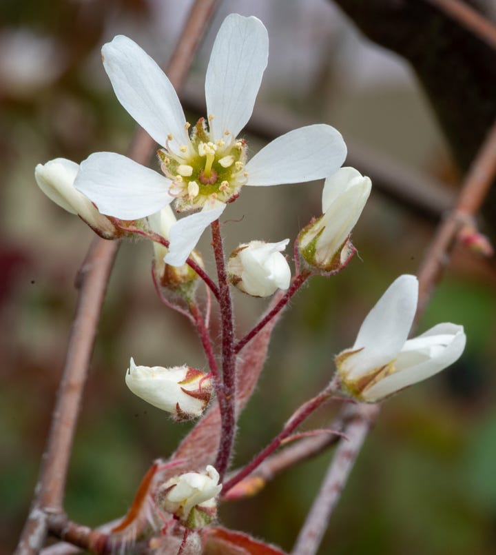 Images show hairy slender buds and starry white flowers in profusion