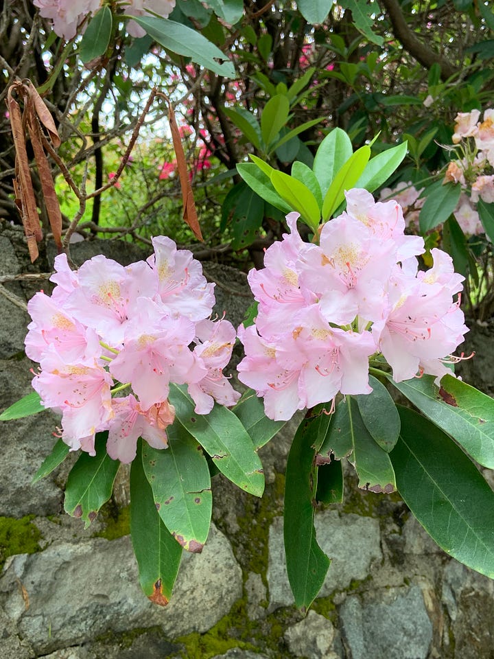 Rhododendrons flowering long the road sp 232 from Trivero (BI)