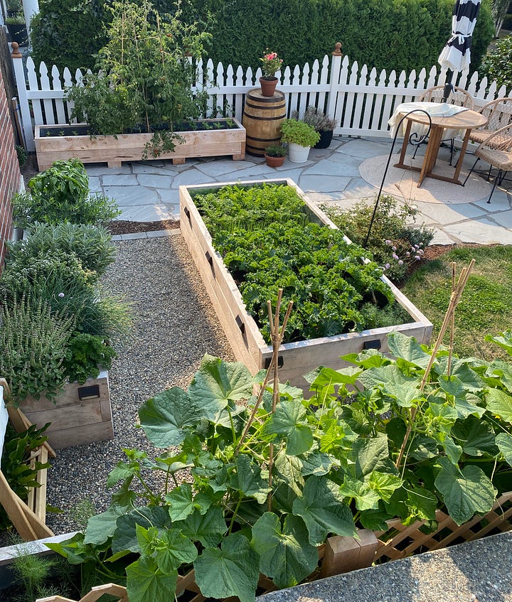 lettuces, fennel, and cucumbers