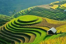 Rice lady fields and a curved terraced garden 