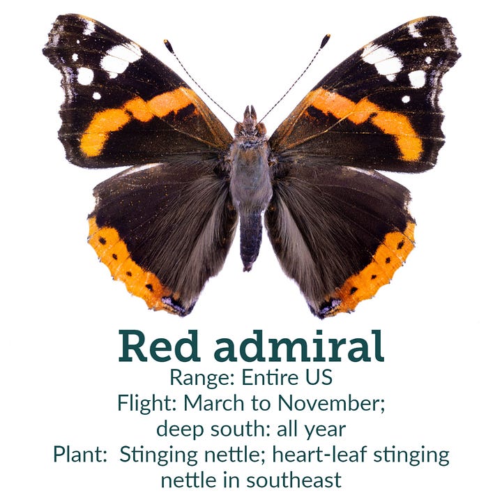 Images of 8 showy American butterflies, including monarch, with native host plant recommendations, with ranges and flight times