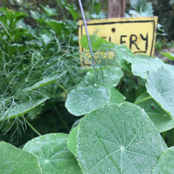 Organic pest management, interplanting, and respecting nature's cycles, all part of organic food growing principles. Images show a ladybird mating session on a leaf, a frog in the glasshouse, interplanted dill/celery/nasturtium, and a shiitake mushroom chamber.