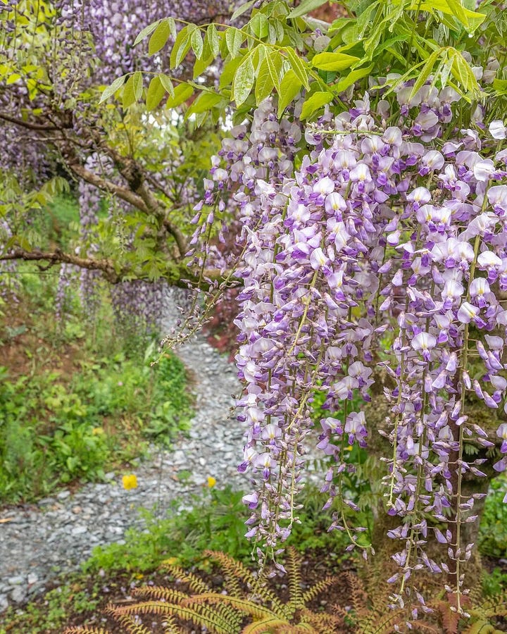 Wisteria sinensis in one of my favorite British gardens, Wildeside.