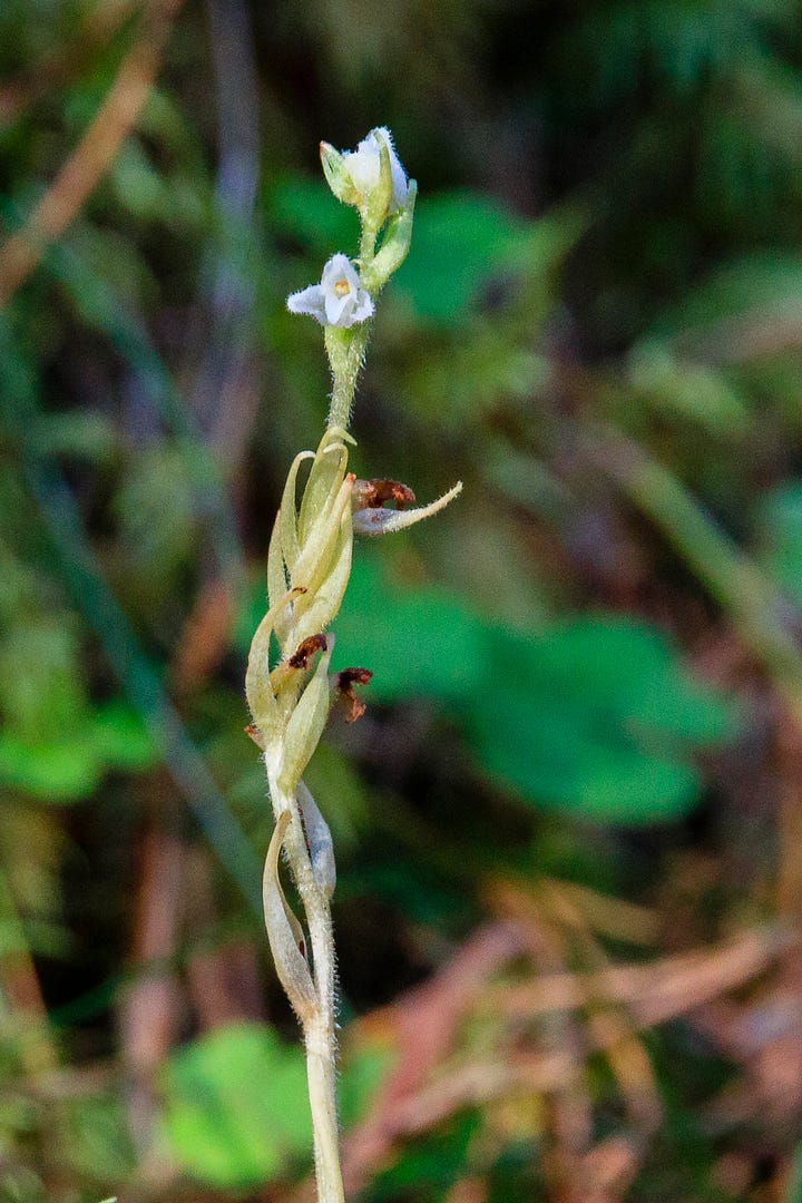 Creeping lady’s-tresses and one-flowered wintergreen © Felicity Martin