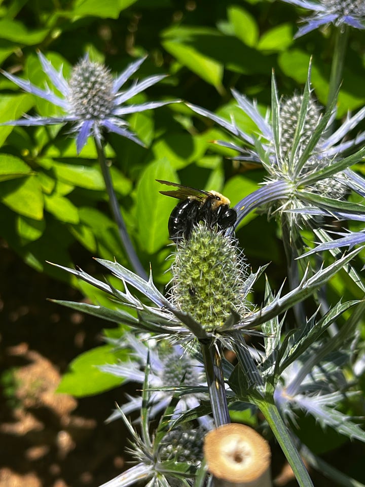 Wasps and bees showing some love to the strawflower and sea holly along with some of the fruits of pollination. Rabbiteye blueberries and San Marzano tomatoes--plus my first pomegranate (top center)! 