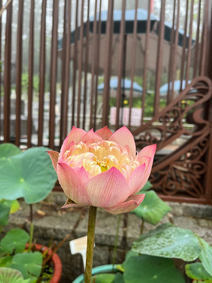 Image of my tea, image of a HK building, image of a quiet street, image of a lovely lotus flower