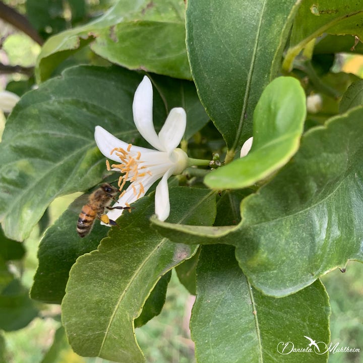 flowering citrus trees and a bee visiting