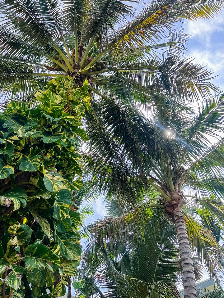 Photo looking up to two tall palm trees with sunlight streaking in; photo of a torrential downpour of rain over the same palm trees, from a different angle.