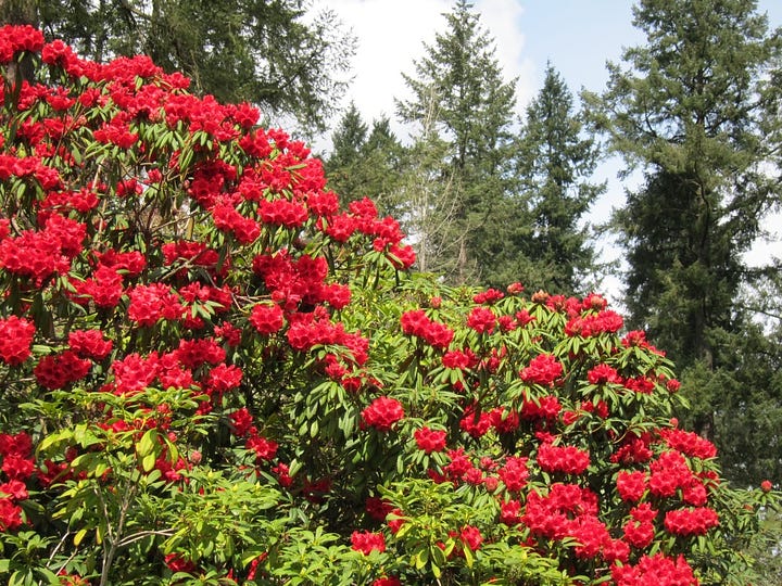 Giant rhododendrons with red bloom trusses along a red brick path, evergreen trees tower behind against a cloud and blue sky.