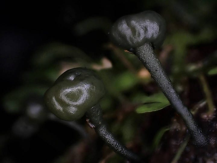 Chlorovibrissa phialophora 