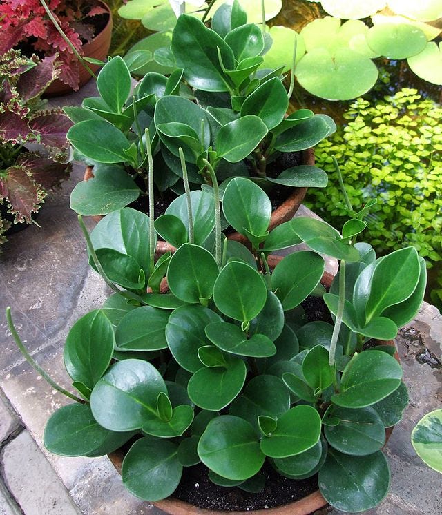 Pictures of a variegated Peperomia obtusifolia on the left and a regular P. obtusifolia on the right. Alexis on the left and David on the right