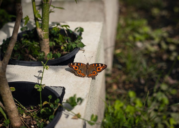 Australian butterflies