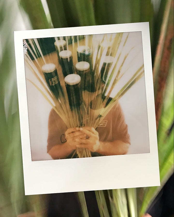 Double exposure of Steven holding lemon grass and jars of sauerkraut. Behind the polaroid is a blurry phone photo of the lemon grass. Double exposure of ají dulce peppers on a stainless steel table, behind the polaroid is a phone photo of the peppers.