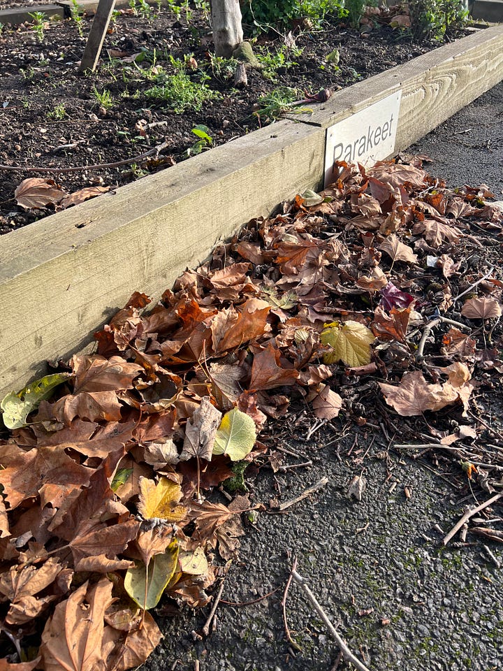 Two photos of naturally-occurring leaf piles