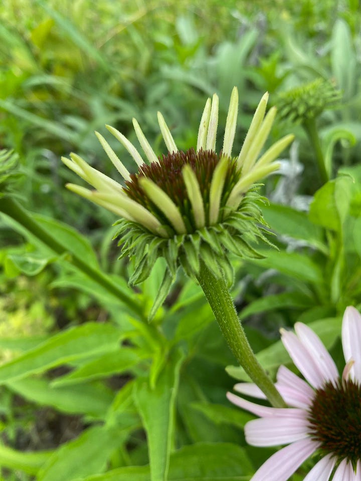 clockwise from top right, dandelion, chickory, Echinacea, Rudbeckia 