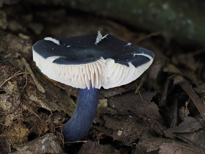 cracked dark blue mushrooms
