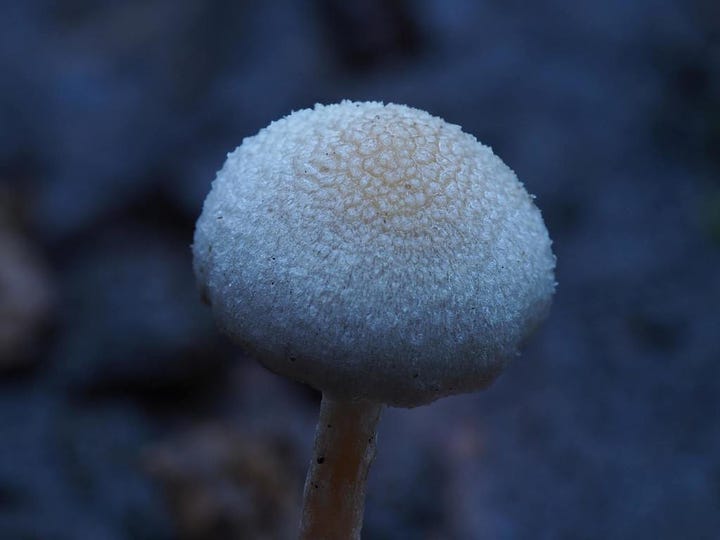 Tympanella galanthina