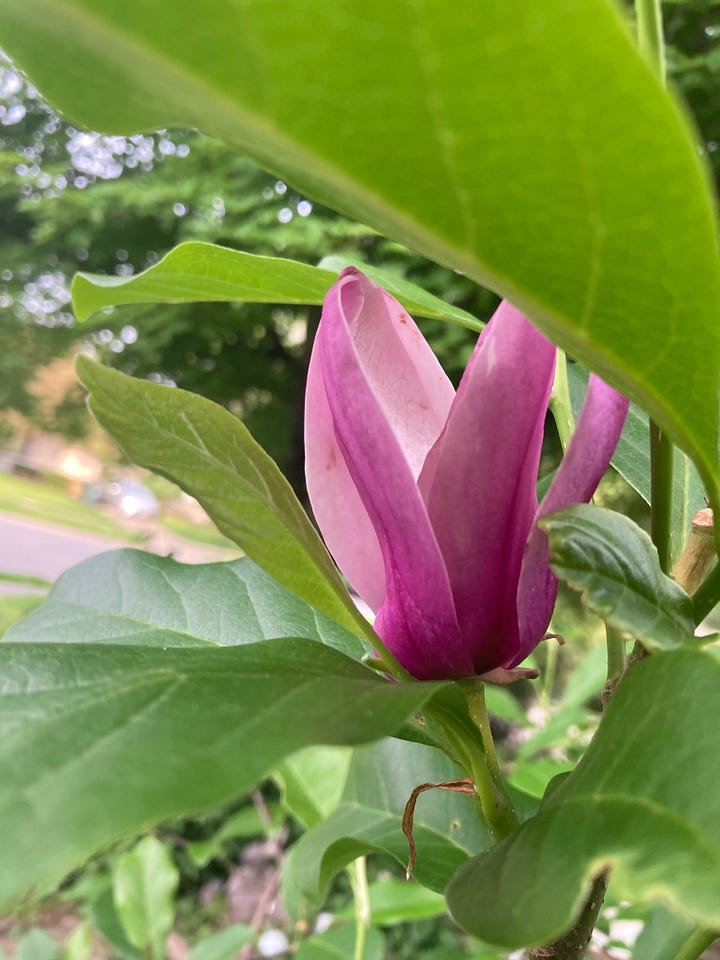 Flowers from my garden