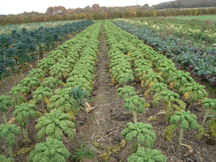 Ripple Farm and Sarah Green farms showing organic kale and leeks.