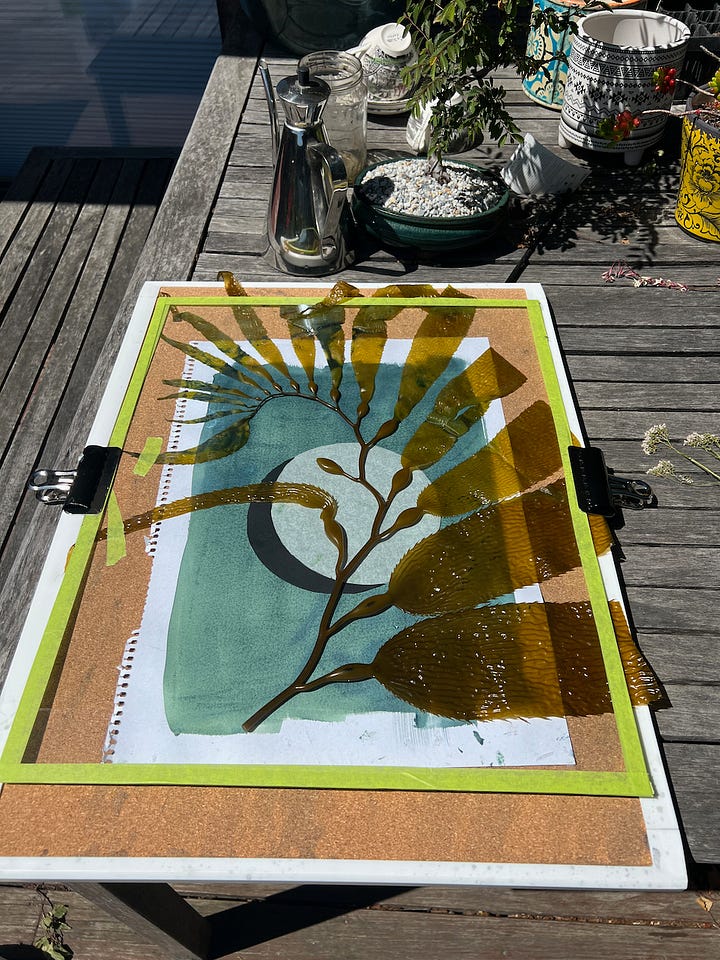 giant kelp cyanotypes