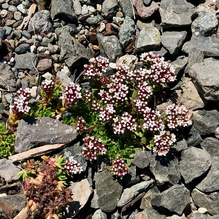 Closeup of various wildflowers in meadow and gravel conditions.