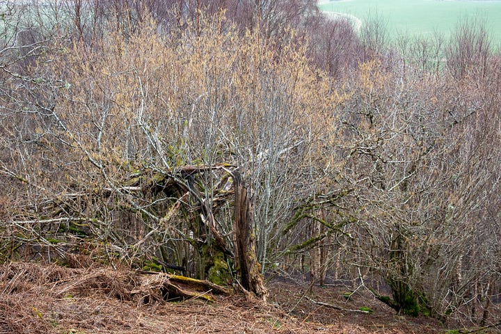 Hazels with catkins, coppiced stools on steep ground, cavity under the base of a hazel with a store of hazelnuts, a handful of mice-eaten nuts © Felicity Martin