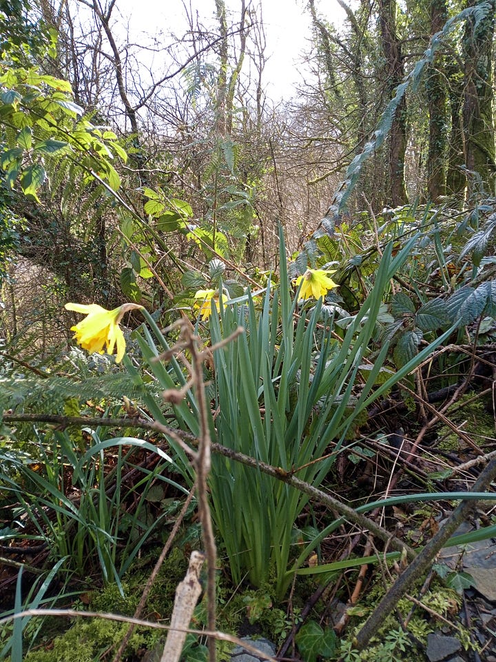 Daffodils in the Wood and in my Garden