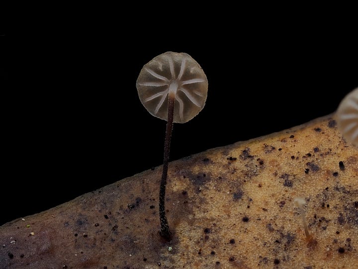 Gloiocephela sp.