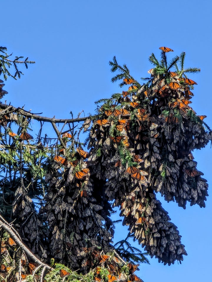 Monarch butterflies Mexico