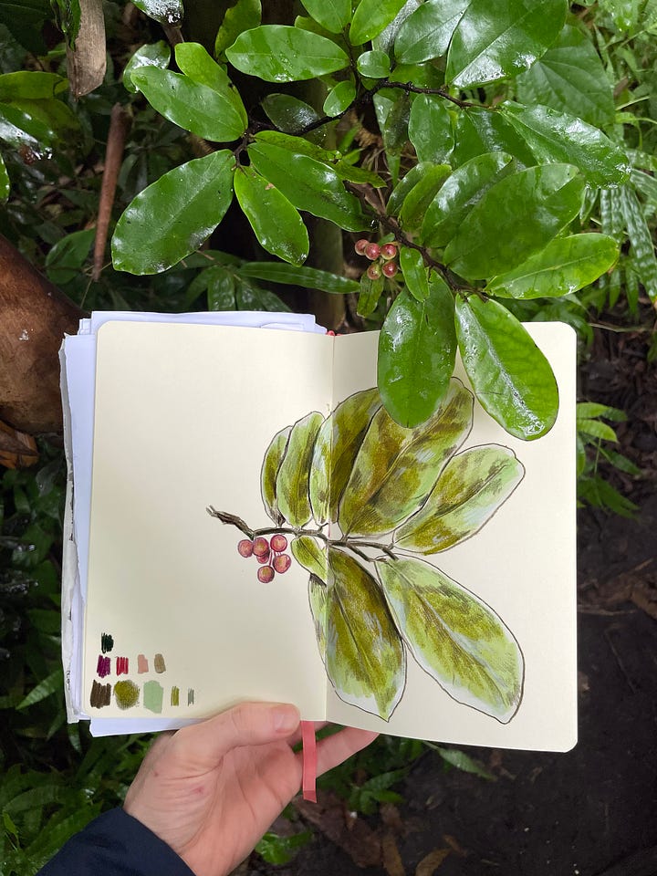 sketchbooks containing botanical drawings