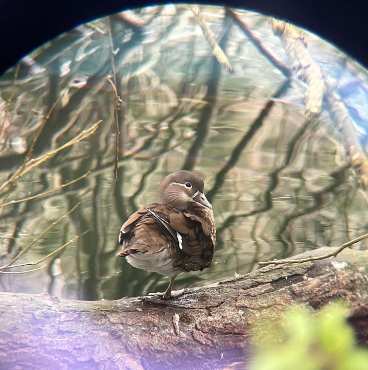 The left image appears to be taken through binoculars or a scope, and shows an upclose view of a female Mandarin duck; its plummage is mostly brown with stripes of white on its wing and bespeckling on its breast. The second image shows a group of 18 QBBA members posing for a photo among a set of stairs.