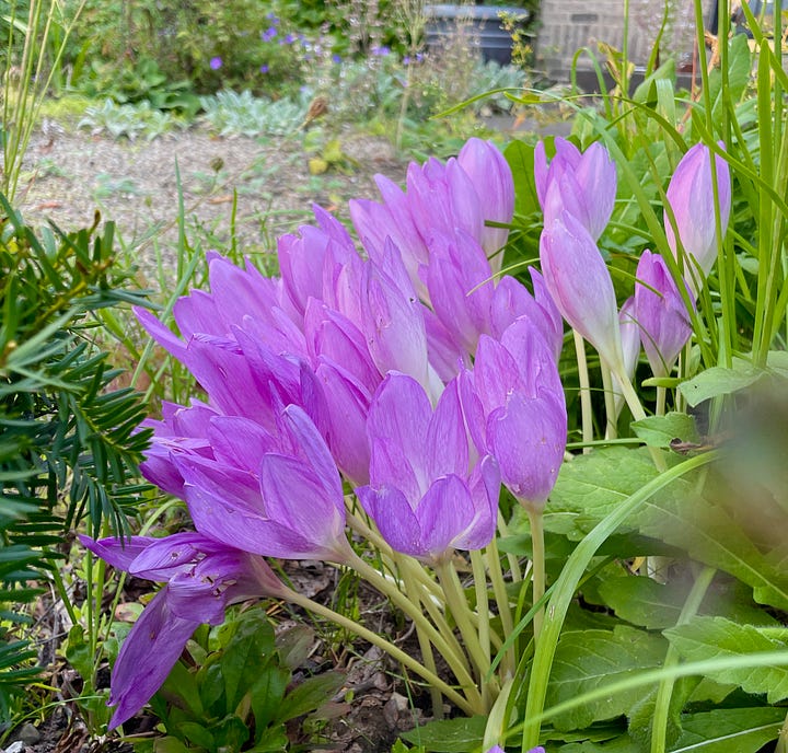 Colchicum 'The Giant' in the Cottage Garden