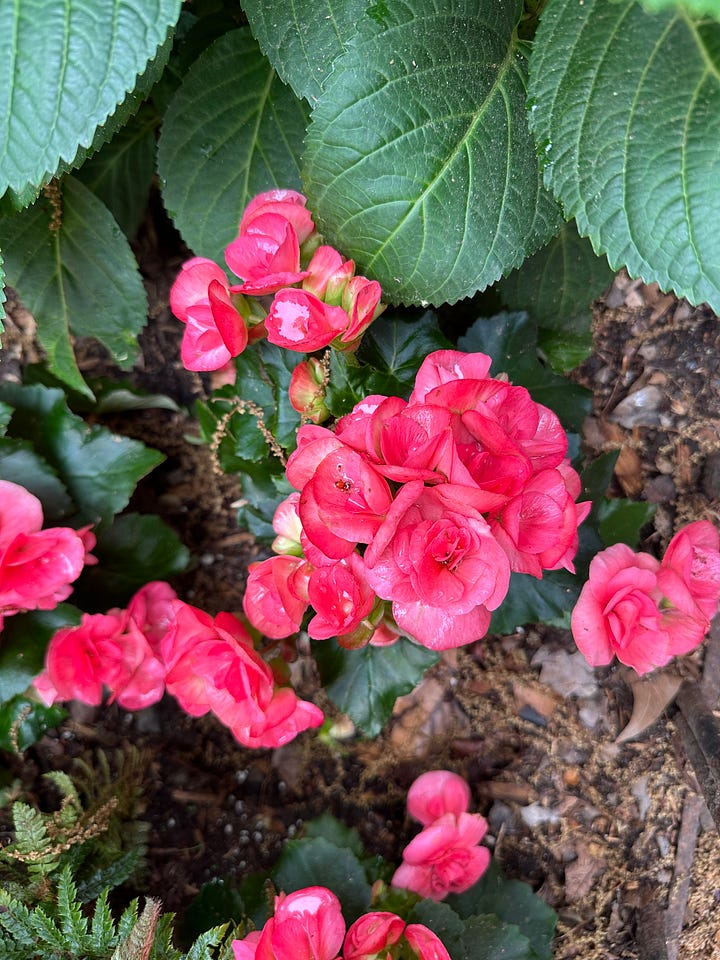 Four pictures of flowers from my neighborhood but I don't know what any of them are.