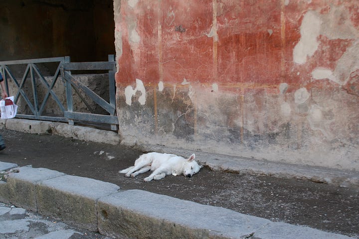 images of stray dogs in Pompeii