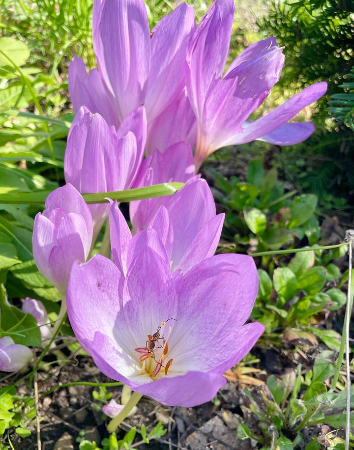 Colchicum 'The Giant' in the Cottage Garden