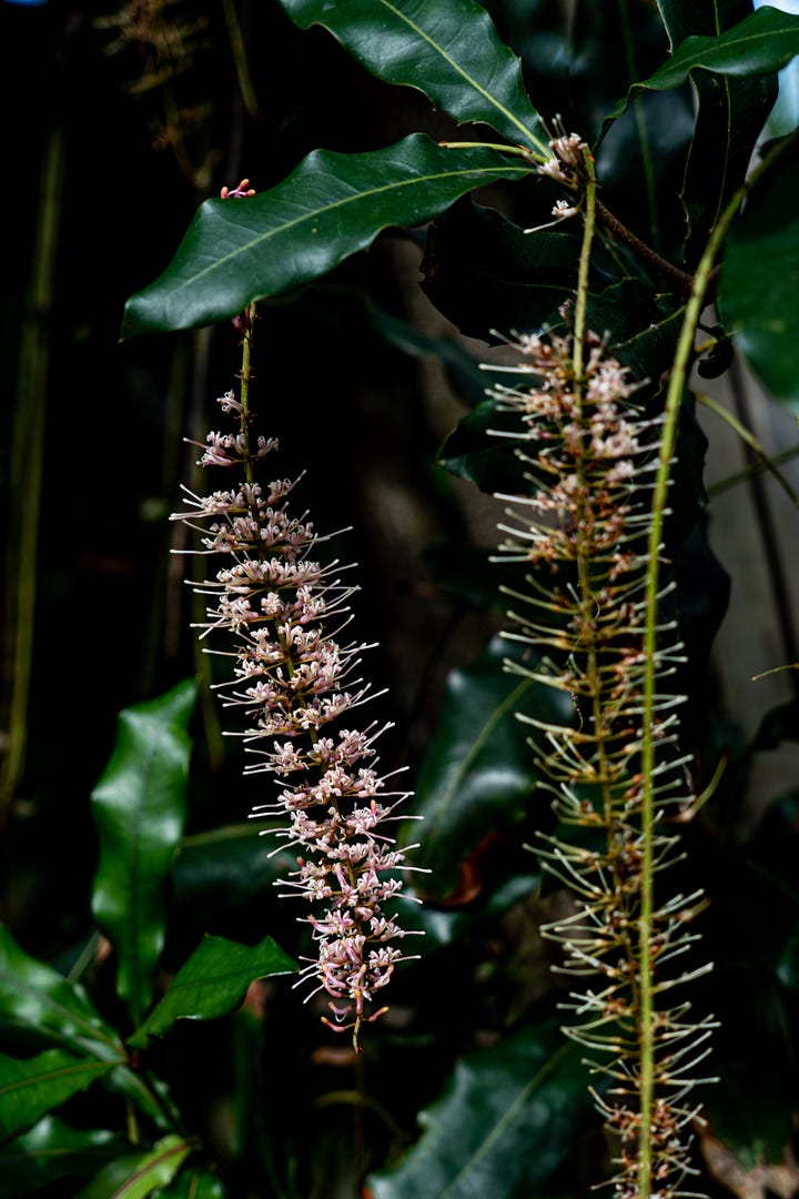 Macadamia Flowers - KwaZulu Natal Province, South Africa