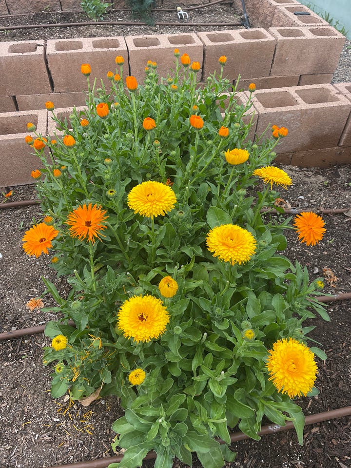 Calendula growing in the garden