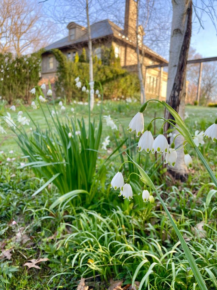 Narcissus 'Thalia' is also in the Birch Walk, along with many white flowers this month, including Leucojum 'Gravetye Giant' 