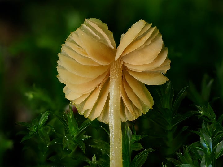 yellow mushrooms in moss